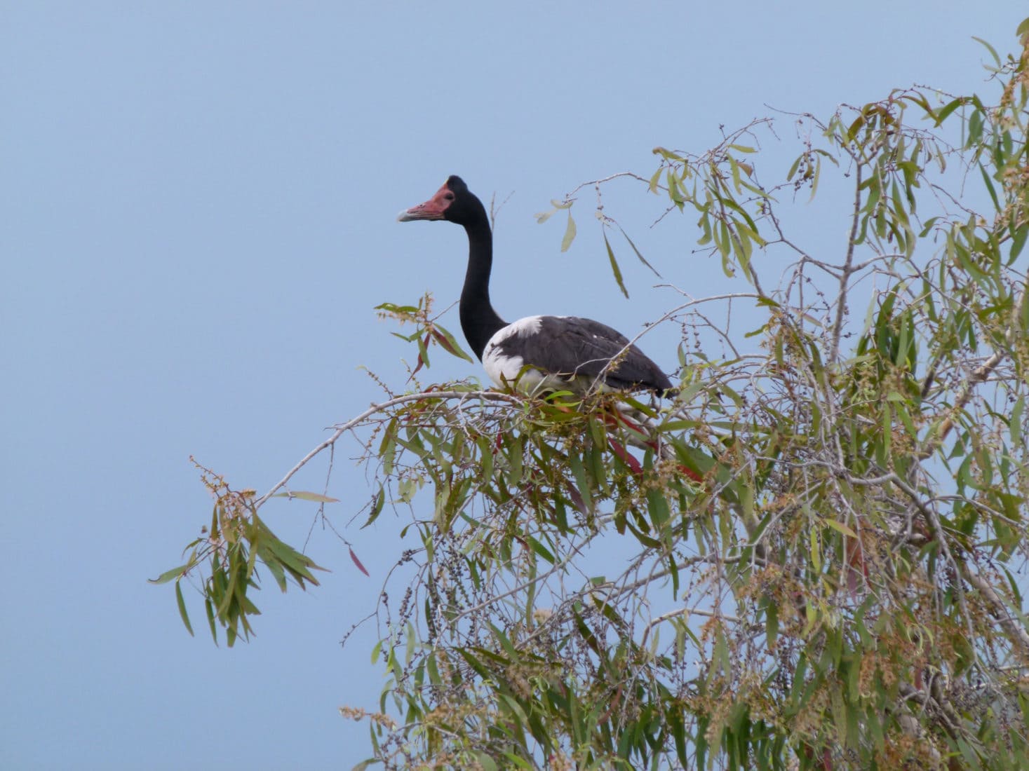  Kakadu National Park | Visit Kakadu